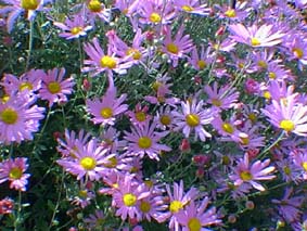 Histoire de mot: Le chrysanthème